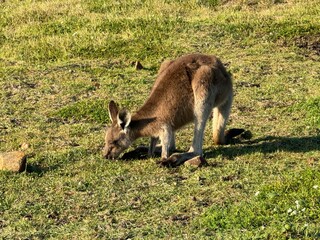 Fototapeta premium kangaroo in the grass