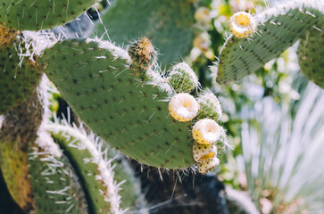 Close up of Opuntia bergeriana prickly pear cactus with fruits