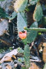Bumble bee collecting nectar from prickly pear cactus red blooming flower