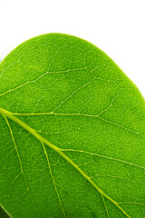 Green chlorophyll and veins of a leaf with the summer sun shining through.