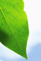 Green chlorophyll and veins of a leaf with the summer sun shining through.