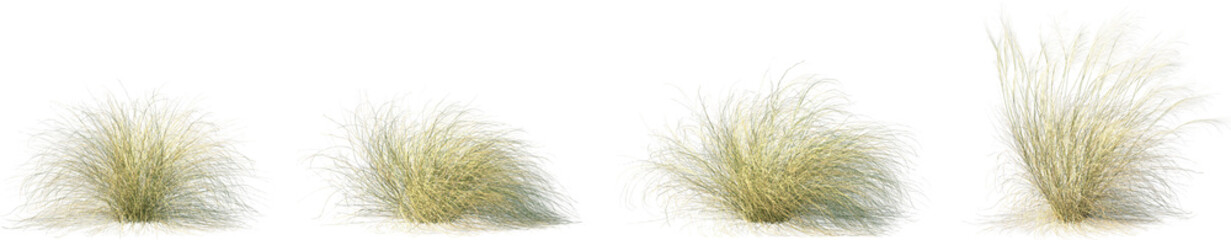 Set of Stipa capillata (needle grass) isolated frontal png on a transparent background perfectly cutout