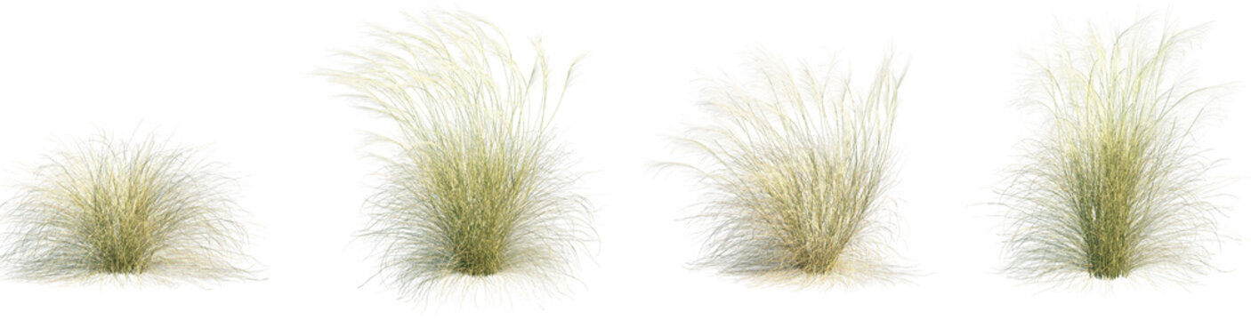 Set of Stipa capillata (needle grass) isolated frontal png on a transparent background perfectly cutout