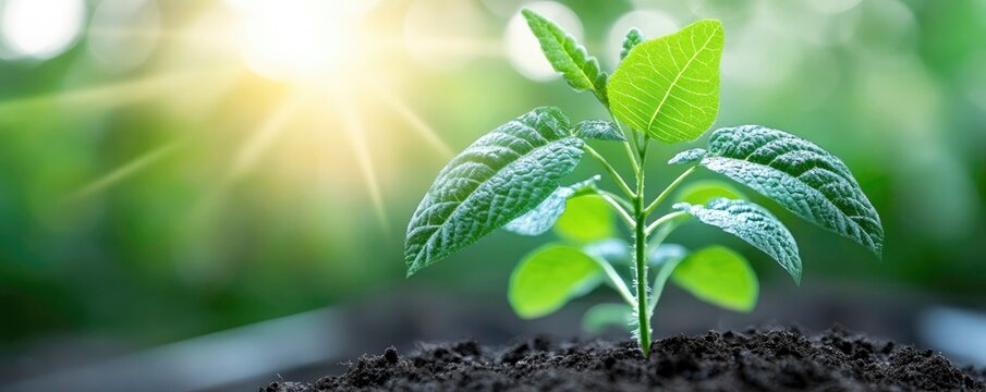 Phytotechnology Vitamin enriched, genome-engineered leaf seedlings.