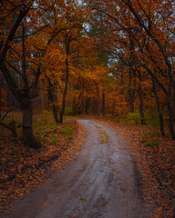 Autumn orange trees in park