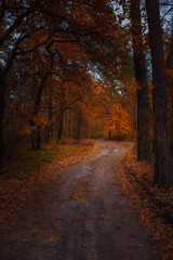 Autumn orange trees in park