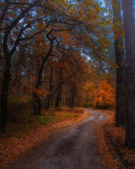 Autumn orange trees in park