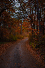 Fototapeta premium Autumn orange trees in park