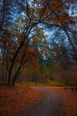 Autumn orange trees in park