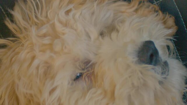 Close up shot of a fluffy Maltipoo dog opening its mouth and showing teeth. Dog's mouth, teeth and tongue in detail.