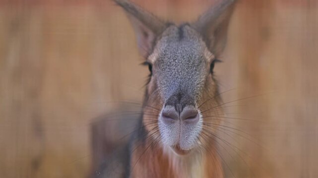 Mara eats a carrot. A rodent from the pig family.