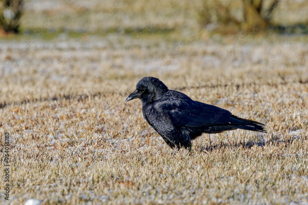 Poster The American crow (Corvus brachyrhynchos),  large, intelligent, all-black birds with hoarse, cawing voices. 