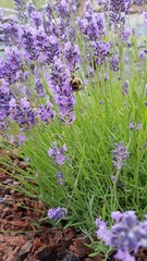 Naklejka premium Picture of bee on purple flowers