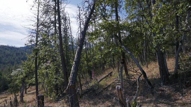 Tree Felling Cutting and Falling