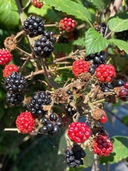 Blackberry Bush with Blackberries. Blackberries or Raspberries Fruit Ripening bramble  and Harvesting concept.