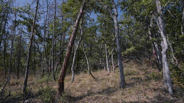 Tree Felling Cutting and Falling