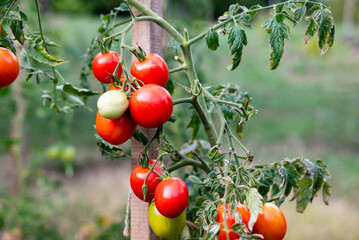 Organic tomato plant with ripe tomatoes in the garden