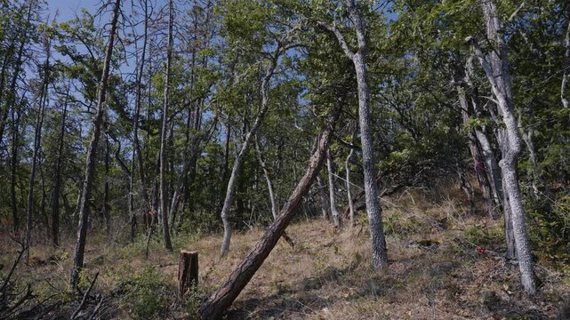 Tree Felling Cutting and Falling