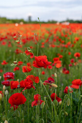 Red poppies