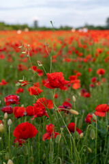 Red poppies