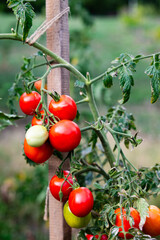 Organic tomato plant with ripe tomatoes in the garden