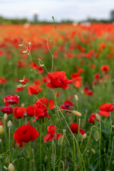 Red poppies