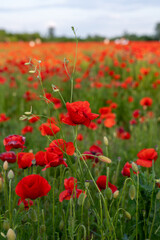 Red poppies