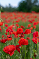 Naklejka premium Red poppies