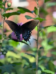 butterfly on a flower