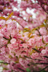 Blooming season of Sakura