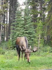 Moose