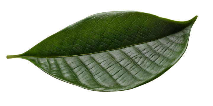 Makroaufnahme eines dunkelgrünen Blattes mit feiner Blattstruktur und klar erkennbaren Adern, natürlicher Glanz und Symmetrie, die die Schönheit der Natur auf schwarzem Hintergrund hervorhebt