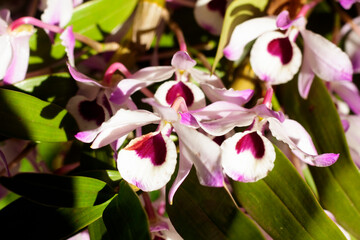 Fototapeta premium orchids colorful