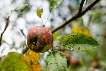 organic apples on the tree