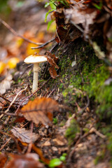 Autumn in Ardennes