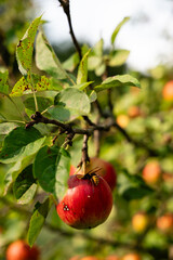 A wasp eating a ripe apple on the tree