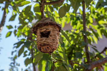 Fototapeta premium Woven bird house in a cherry tree, close up