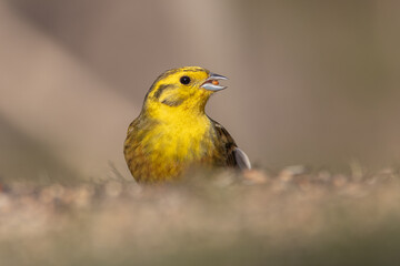 Yellowhammer (Emberiza citrinella), male