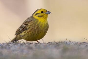 Yellowhammer (Emberiza citrinella), male