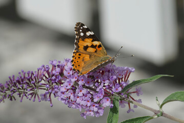 Painted Lady (Vanessa cardui) butterfly perched on summer lilac in Zurich, Switzerland