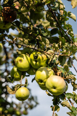 Ripe green apples on the tree ready for harvest 