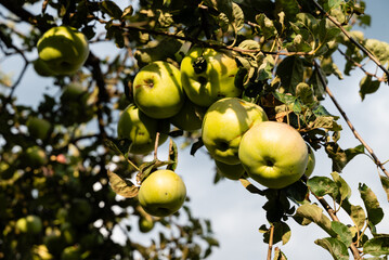 Ripe green apples on the tree ready for harvest 