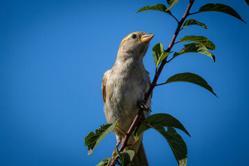 A young female house sparrow sits on a tree branch with green leaves and looks toward the camera lens with a blue sky background on a sunny summer day.