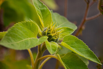 Sunflower bud on a gray background in sunlight.