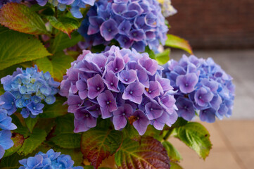 Above is a lush bush with an abundance of multi-colored blue hydrangea flowers with green leaves growing in the garden on a summer day