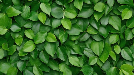 Obraz premium Dark green leaves, an ivy plant background. Ecology and green city concept. 