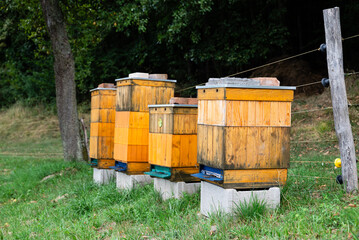 Beehive in the garden with bees flying around 