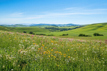 meadow with flowers