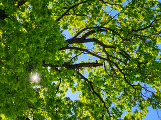 Fototapeta premium Natural sunlight between green leaves on a background of blue spring sky