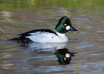 Common goldeneye (Bucephala clangula), male